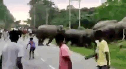 印度男子骑着大象被老虎袭击,印度男子遭豹子追击