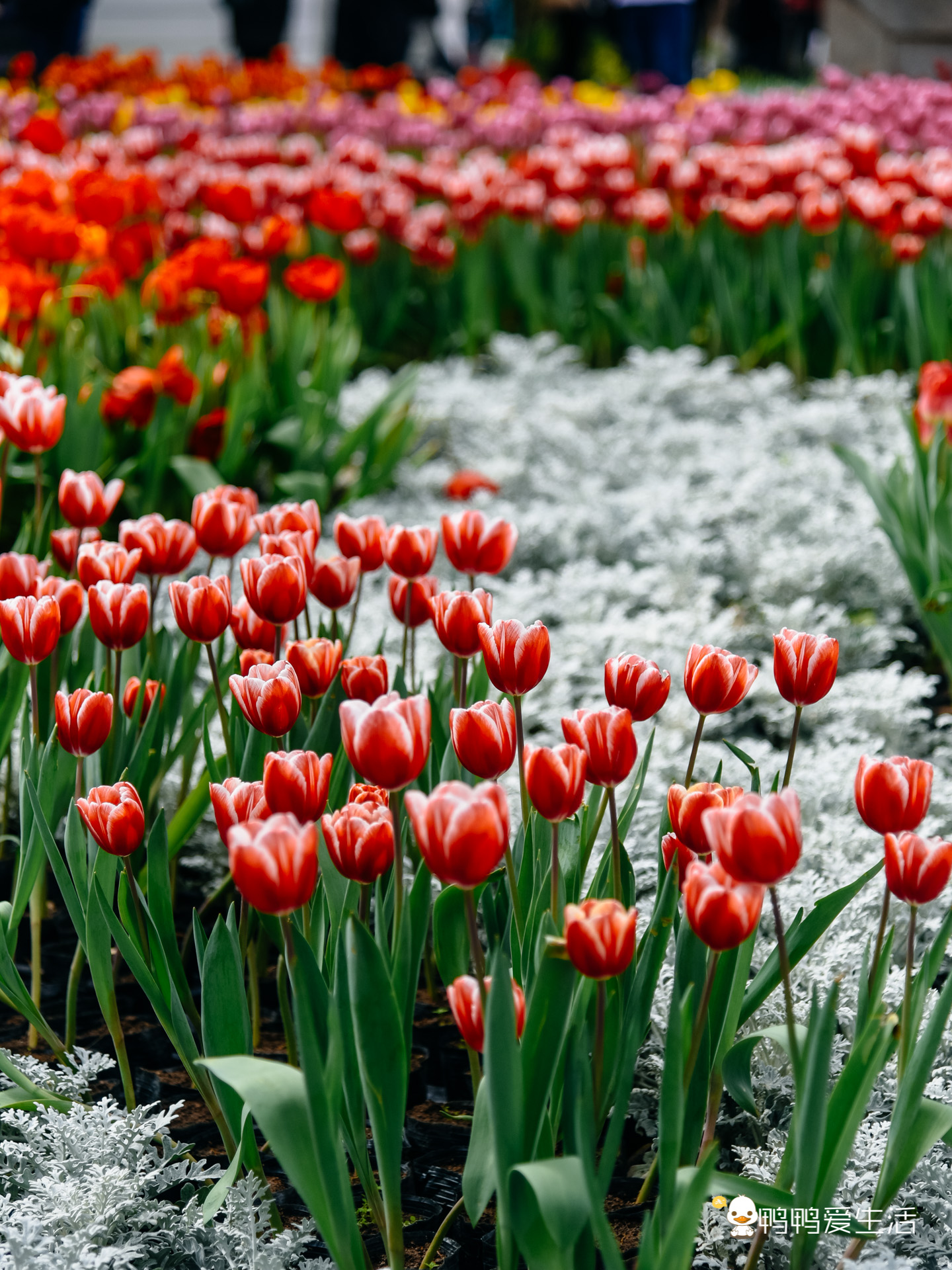 厦门园博苑郁金香有延期吗,厦门园博苑郁金香在哪里看