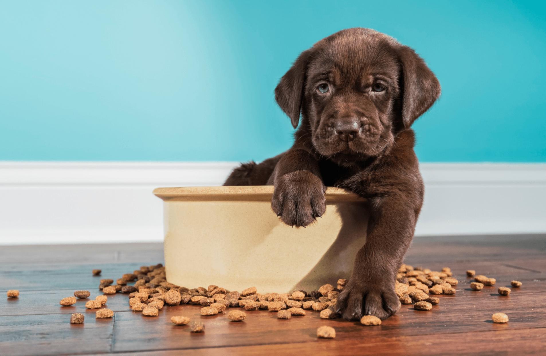 普安特宠物真菌药给狗用靠谱吗,普安特狗狗驱虫药好用吗