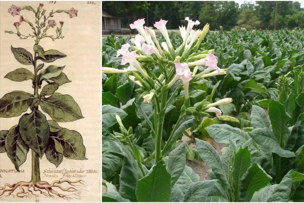 最贵的雪茄是什么品种,世界上最贵的雪茄皇家花魁