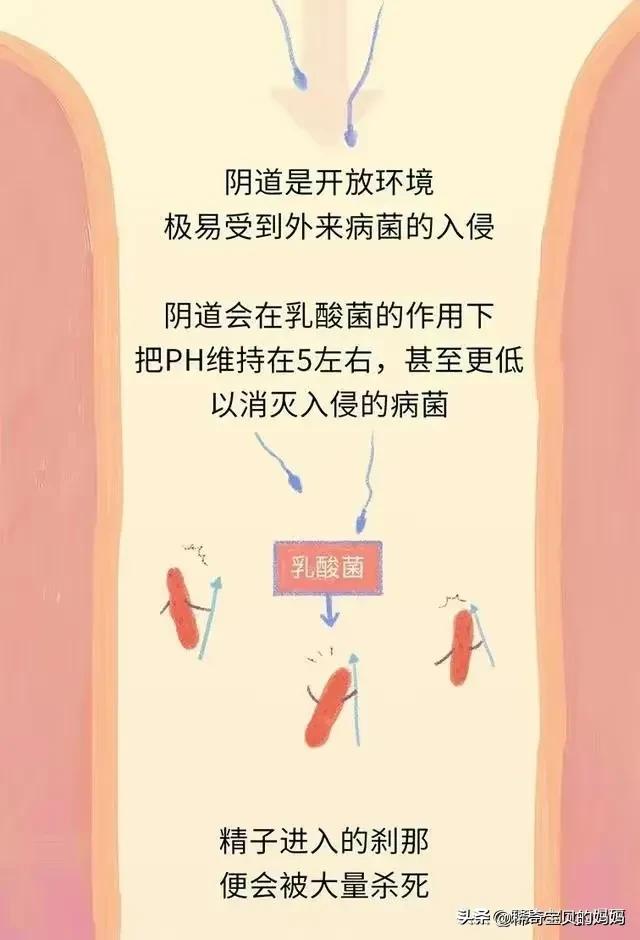 精子进入女性体内的24小时，都经历了什么？漫画