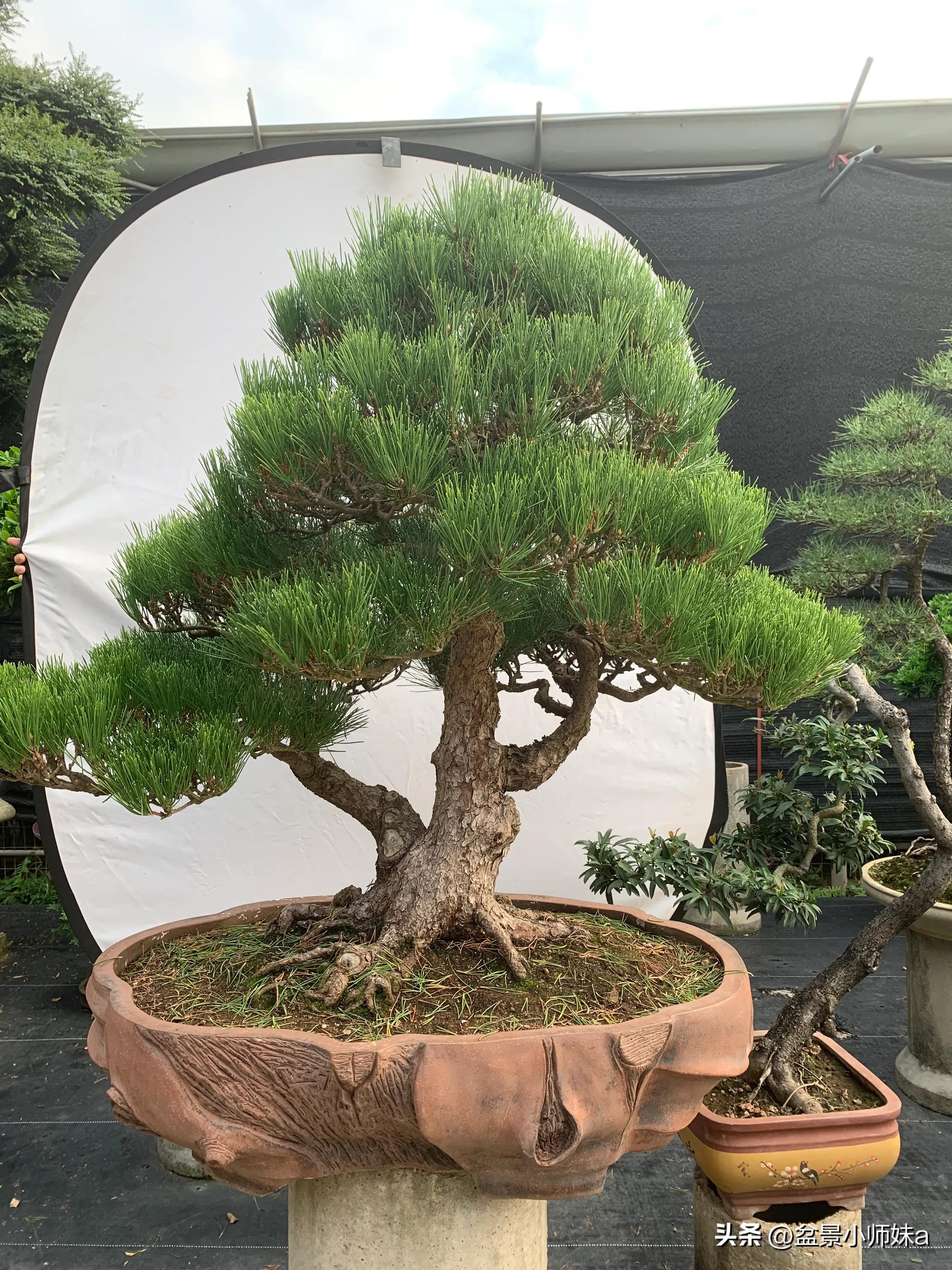 黑松盆景制作视频 (日本黑松盆景出售)