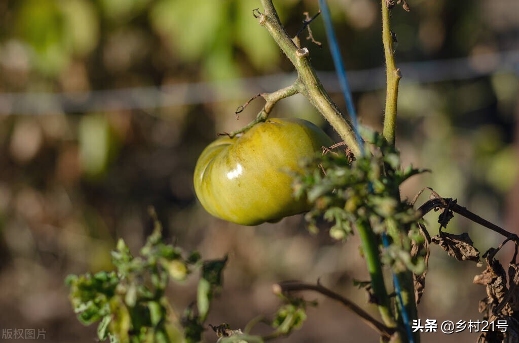 豆角秧黄叶防治土方法,种植的西红柿叶子干卷怎么补救