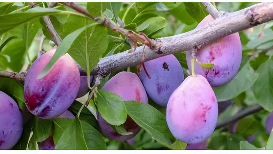 西梅汁可以通便吗会影响什么,西梅汁可以改善便秘吗女性