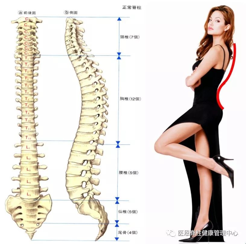 腰椎生理前凸消失是什么意思,颈椎间盘向后局限性突出