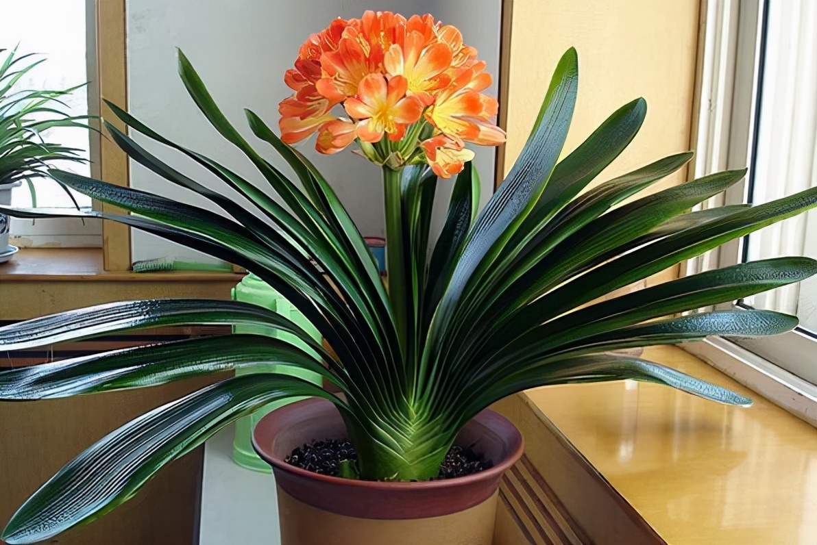 6种年宵花现在买最省钱,年宵花怎么养才旺财