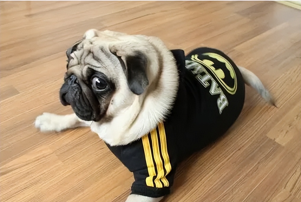 养狗知识大全巴哥犬,巴哥犬心地善良的表现