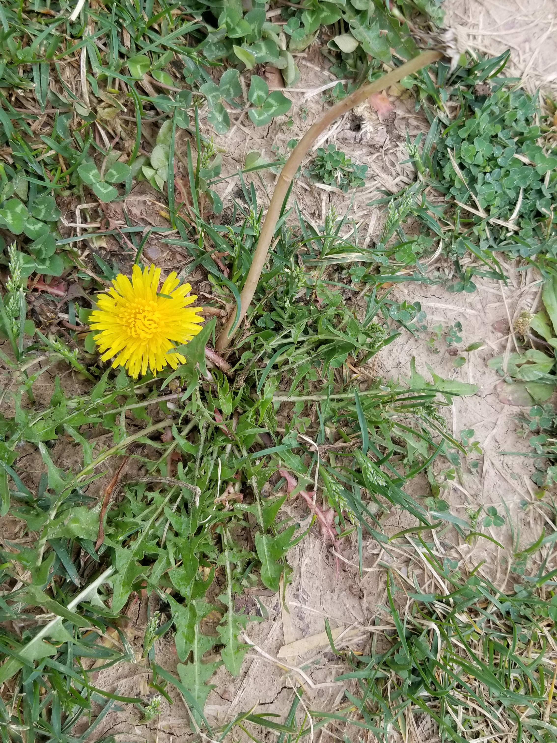 在野外怎么识别蒲公英,野外怎么分辨蒲公英草