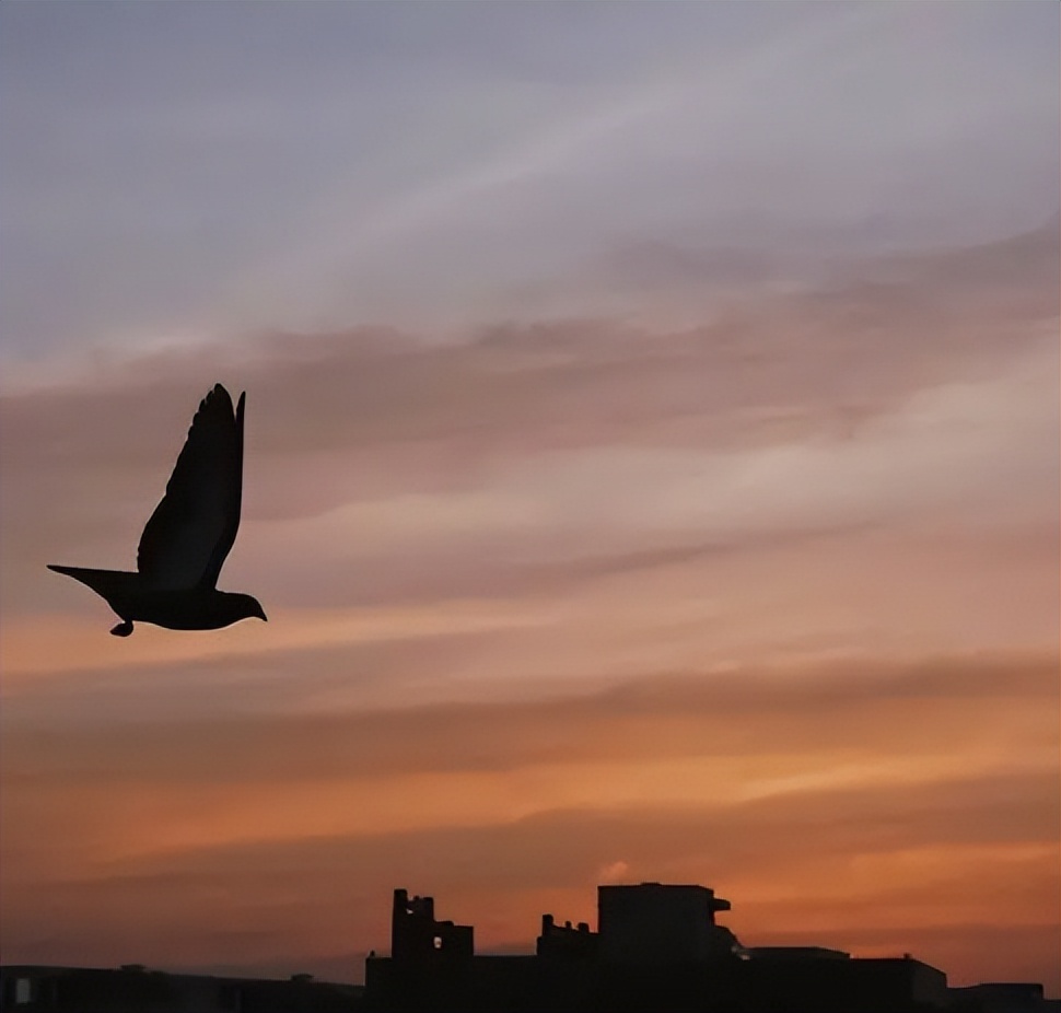 张朝林,张朝林作品