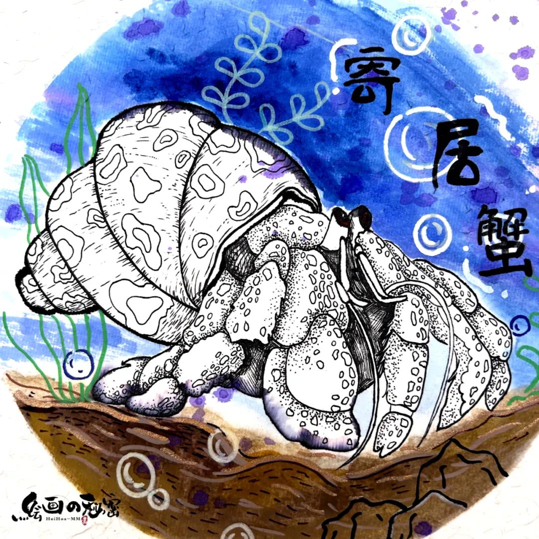 寄居蟹沙子要湿的还是干的,寄居蟹怎么养