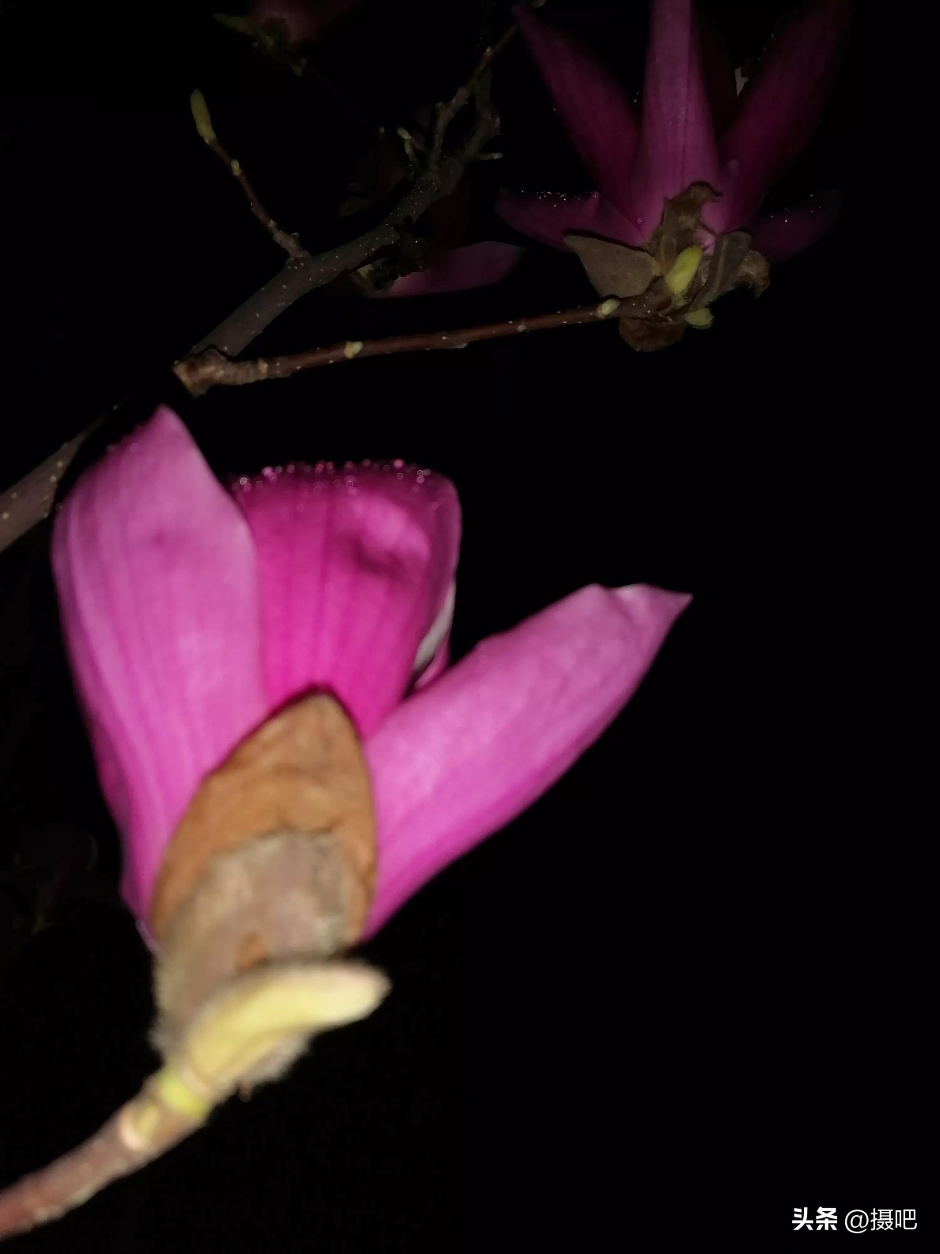 雨夜玫瑰背景图,玫红色唯美图片