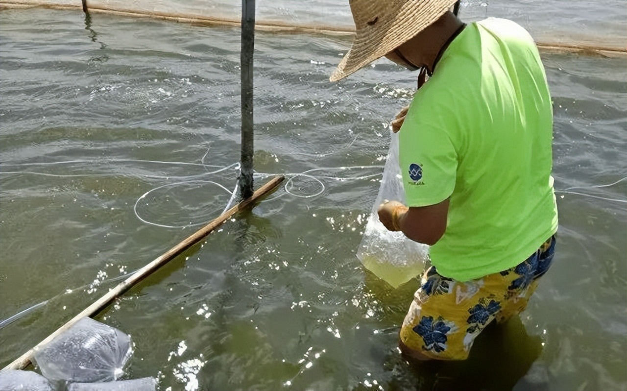 泥鳅养殖病害防治方案,养殖泥鳅易出现的病害