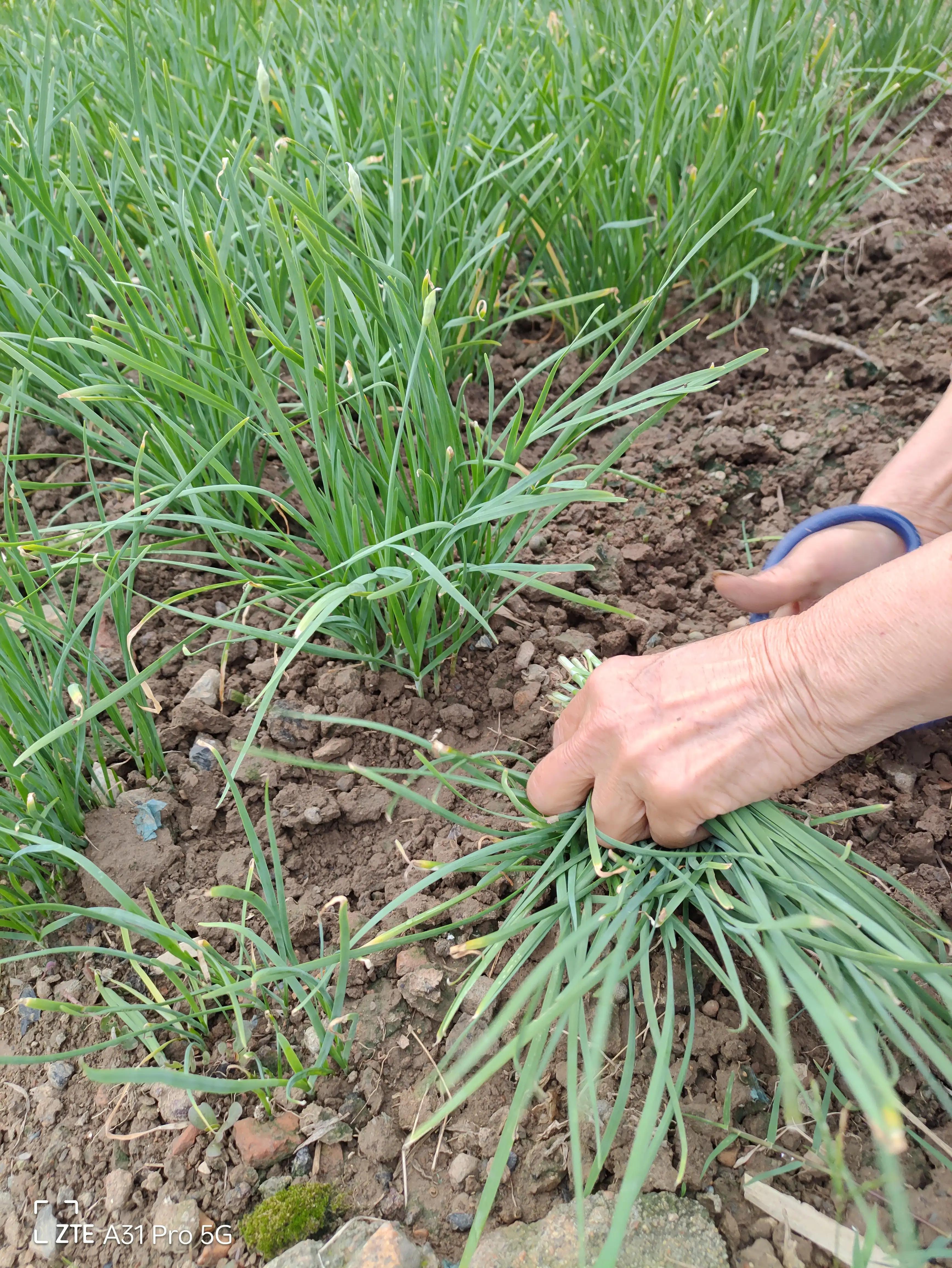 落花生的原名,落花生是什么意思