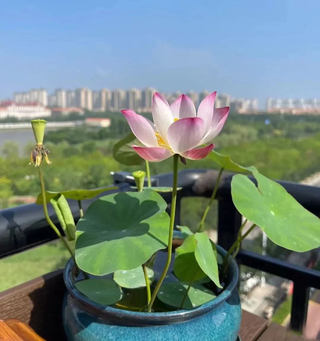 一年四季家庭种花播种时间表,南方一年四季蔬菜播种时间表