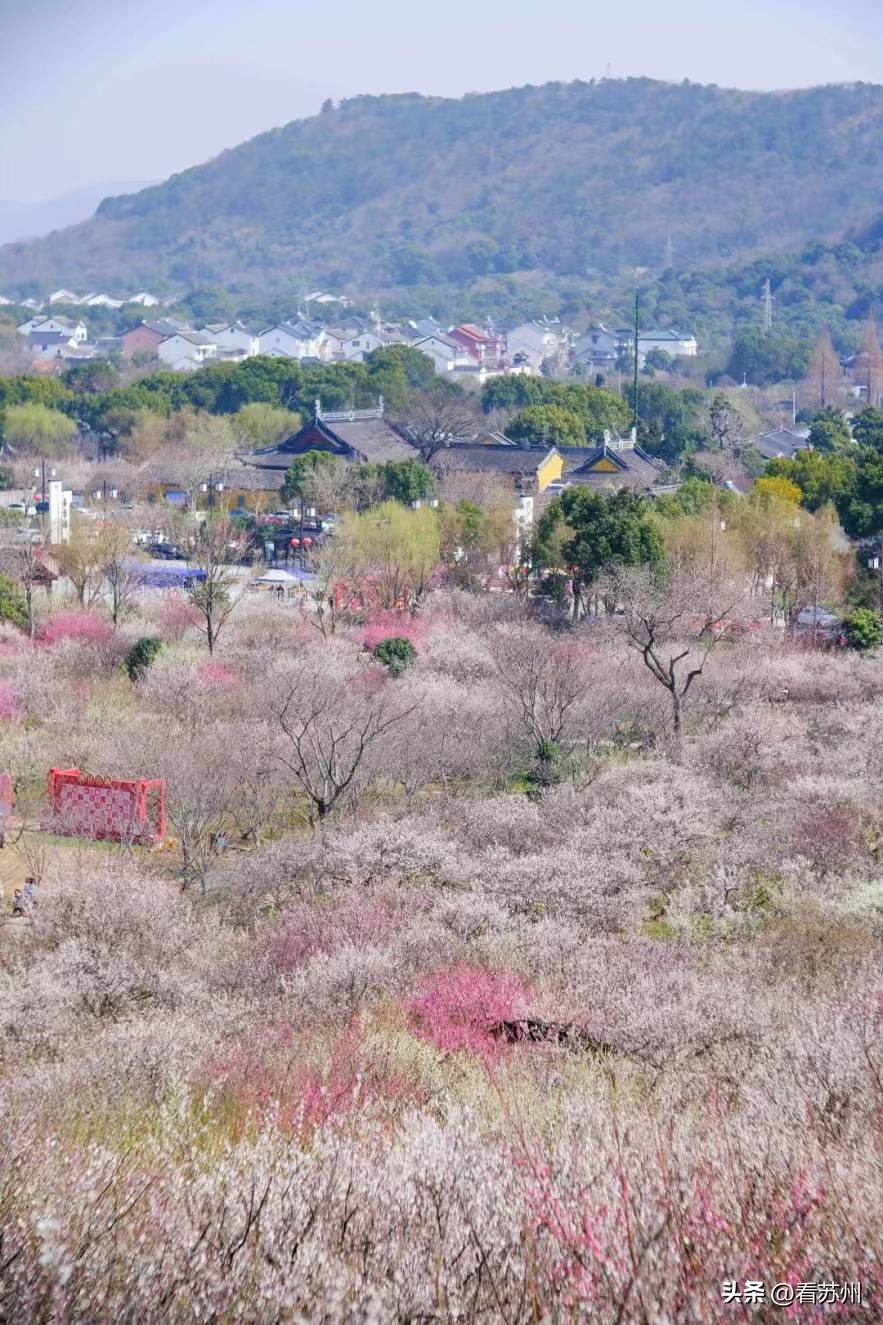 苏州赏梅最好的免费地方,二月初苏州腊梅