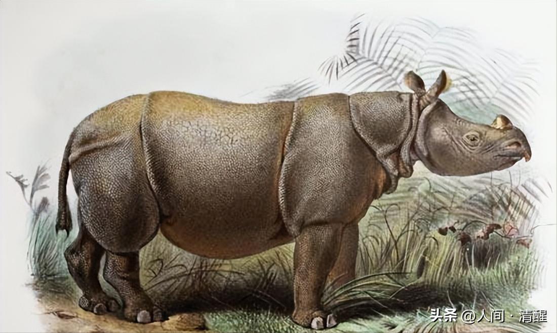 犀牛的最大的生活习性,犀牛栖息环境