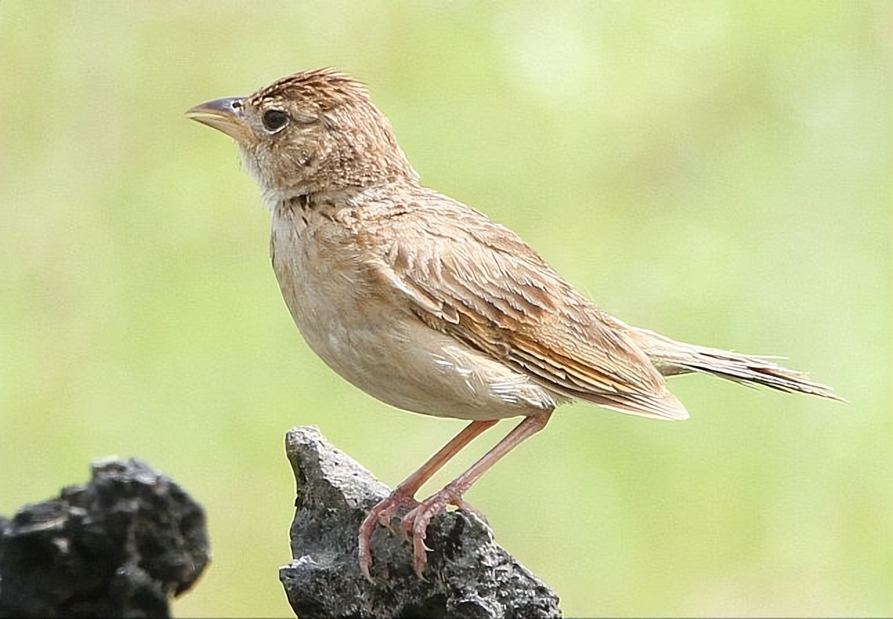 鸟儿大全高清图,高清珍稀鸟动态图片大全