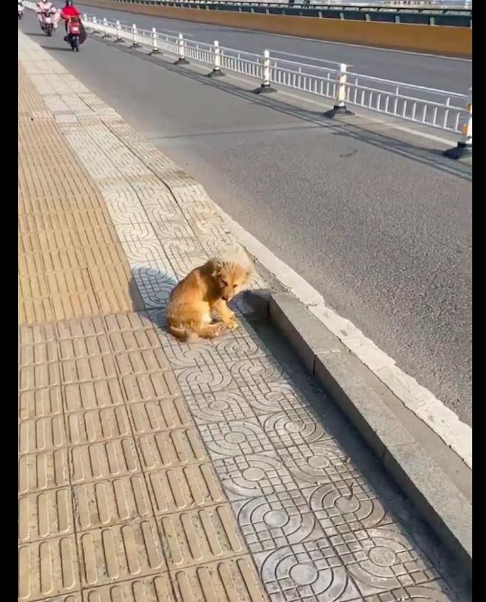 流浪狗被救原主人,被救的流浪狗