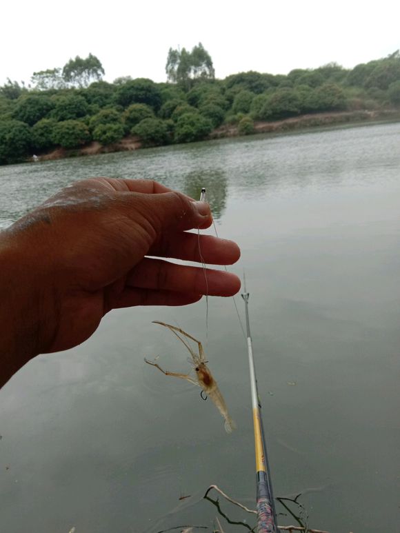 野钓用红虫钓小鱼闹窝怎么办,野钓小鱼闹窝怎么解