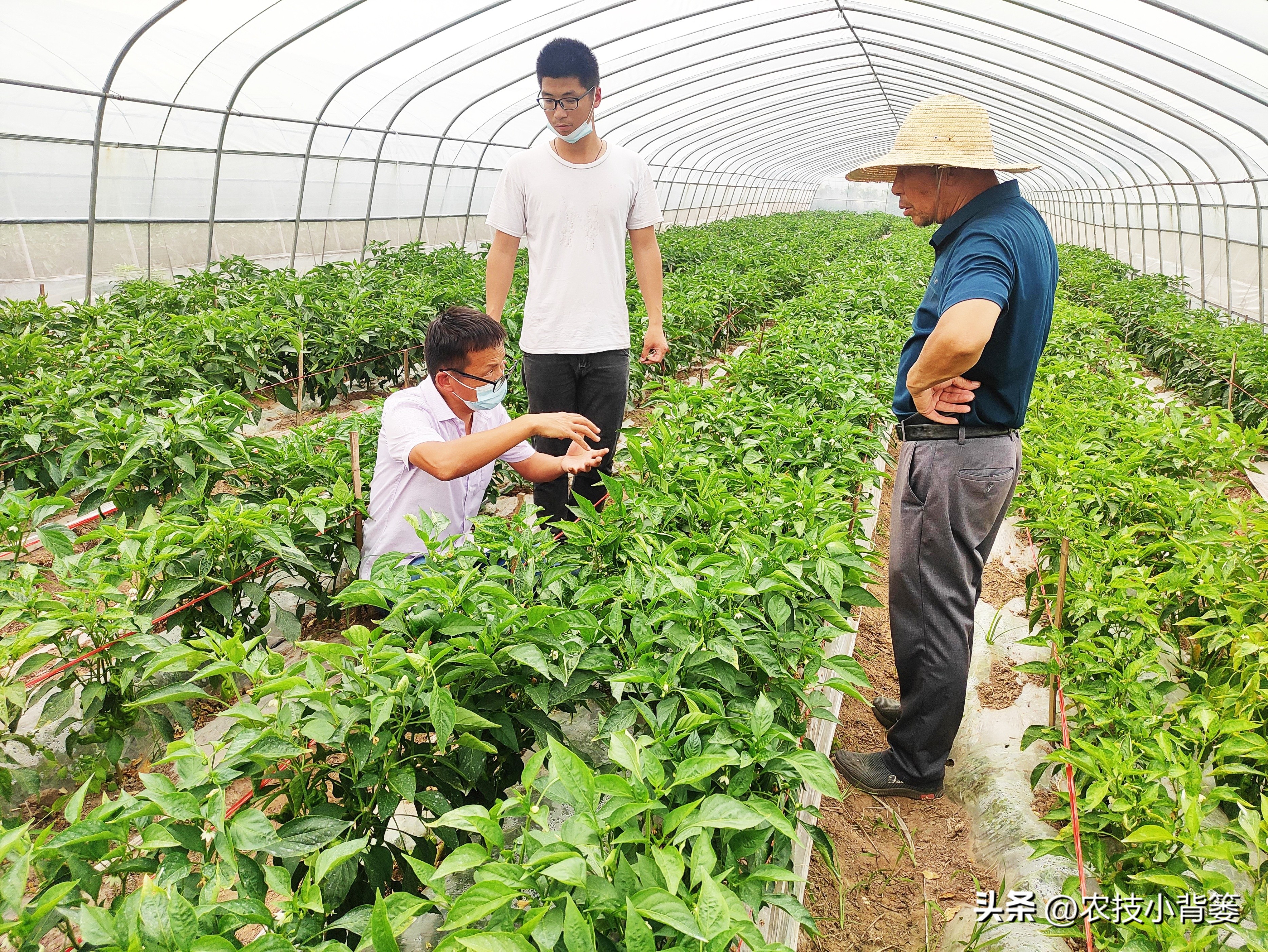 农作物缺钙补充什么肥料,为什么钙肥补了问题还是很多
