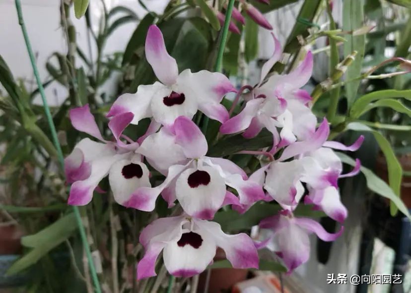 石斛高芽养多久会开花,石斛花开好看不