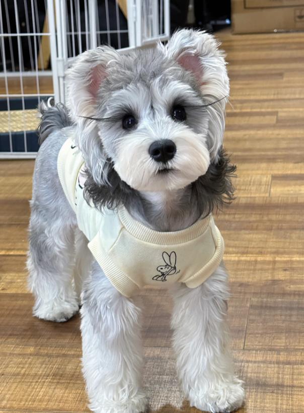 黑白相间的小型犬有什么品种,爱斯基摩犬小型犬品种大全