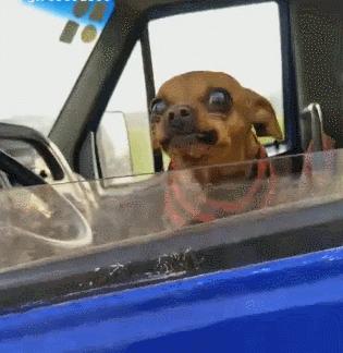 为何养吉娃娃的越来越少了,为什么中国养吉娃娃那么多人喜欢