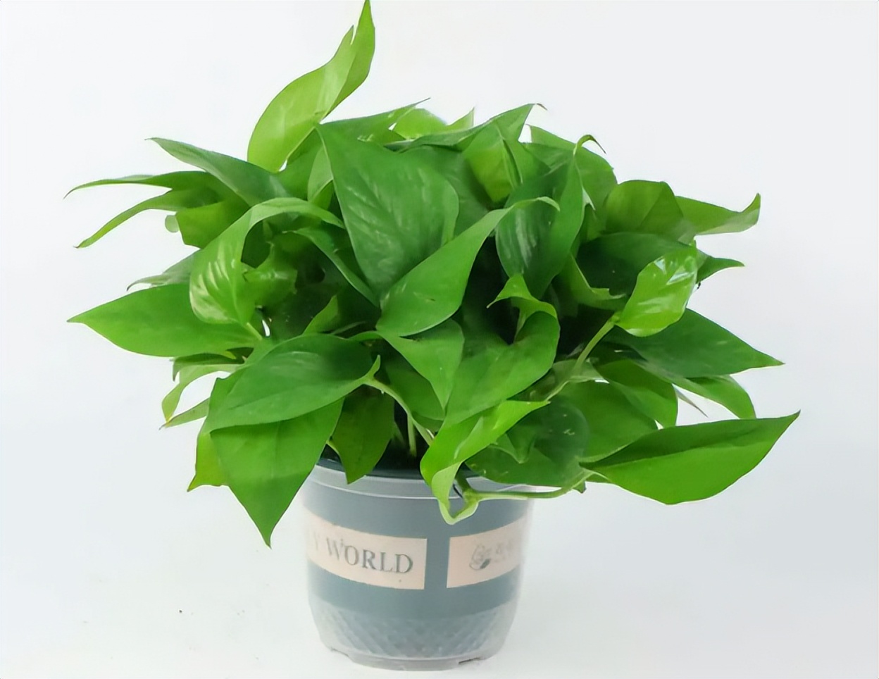 刚装修的新房放什么植物去甲醛,装修后去除甲醛放什么绿植