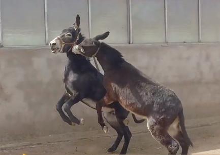 小伙三年养了4000头母驴，感情深厚一头也不卖，但一天还净赚4万