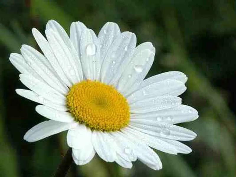 国色天香秀色可餐的美女 (秀色可餐与国色天香)