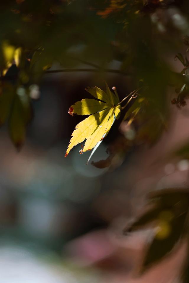 没有谁天生要强下一句,没有谁天生强势完整版