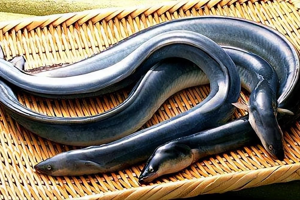 如何区别认识市面上常见的几种鱼,各种鱼怎么分类