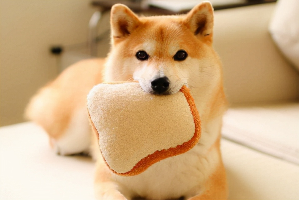 柴犬呕吐怎么处理,柴犬拉稀呕吐肚子一直叫怎么办