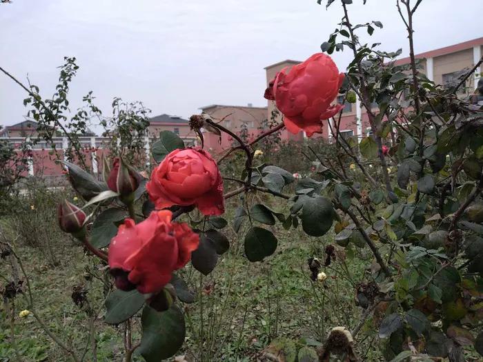 画与景,幼儿长卷画景