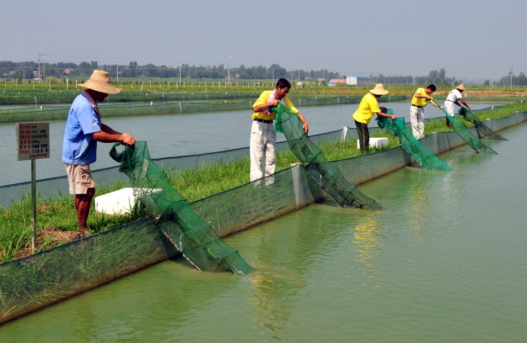 泥鳅养殖病害防治方案,养殖泥鳅易出现的病害