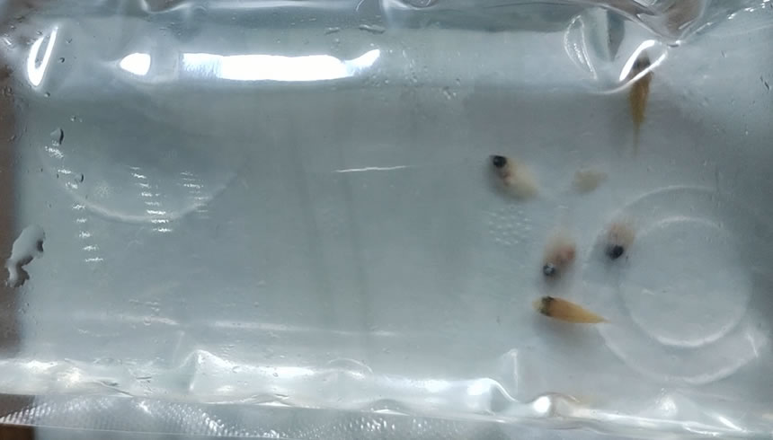 网上买的鱼如何预防死,网购鱼到家躺了怎么救