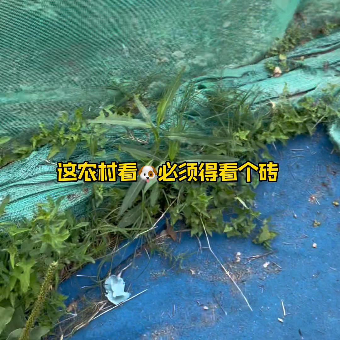 一级杜宾犬,一级护卫