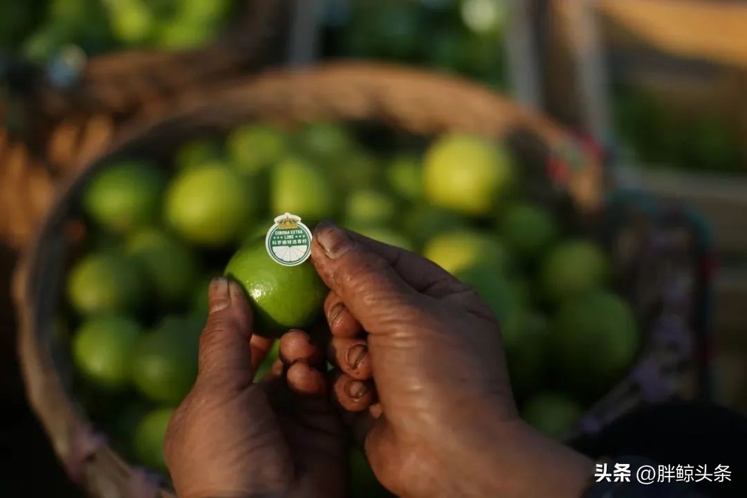 对话百威亚太CMO：一颗青柠的奇妙之旅
