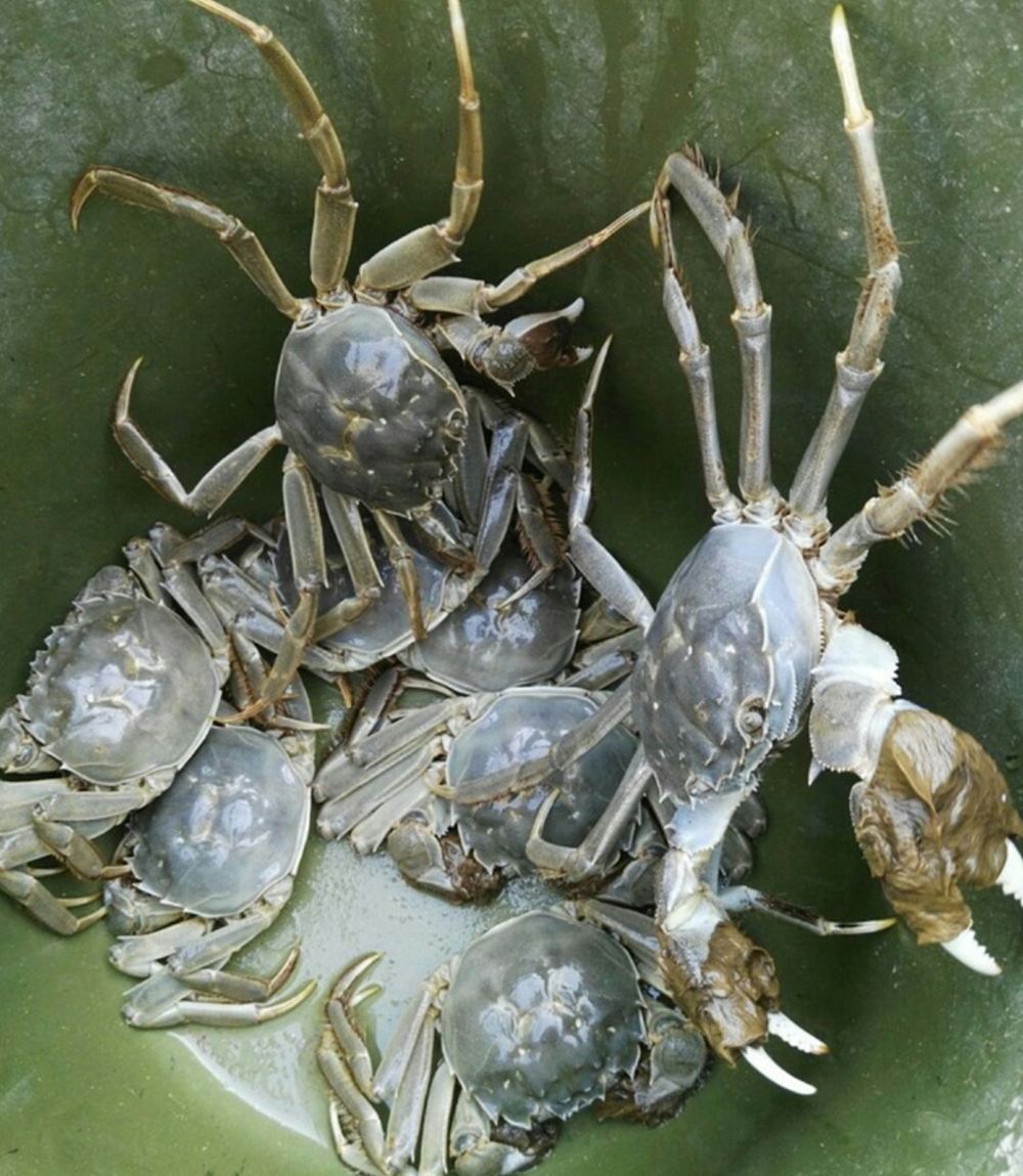 天津有哪些特色土特产,天津的特产什么地方的最正宗