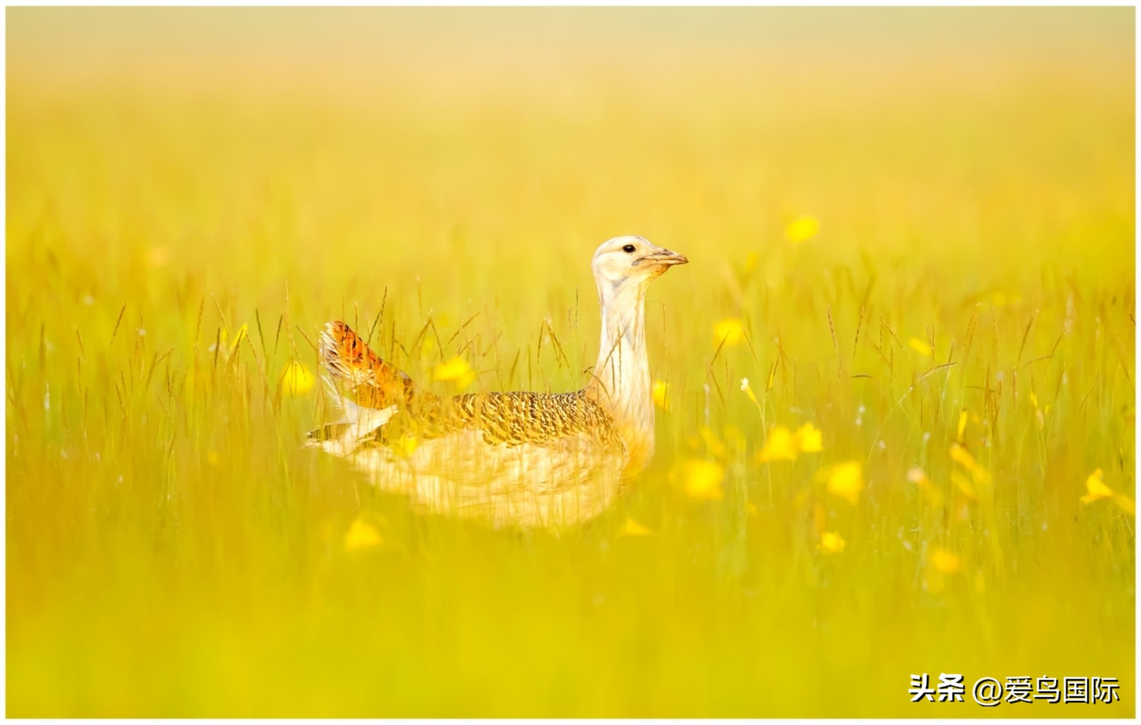 2024观鸟大年,观鸟大年介绍