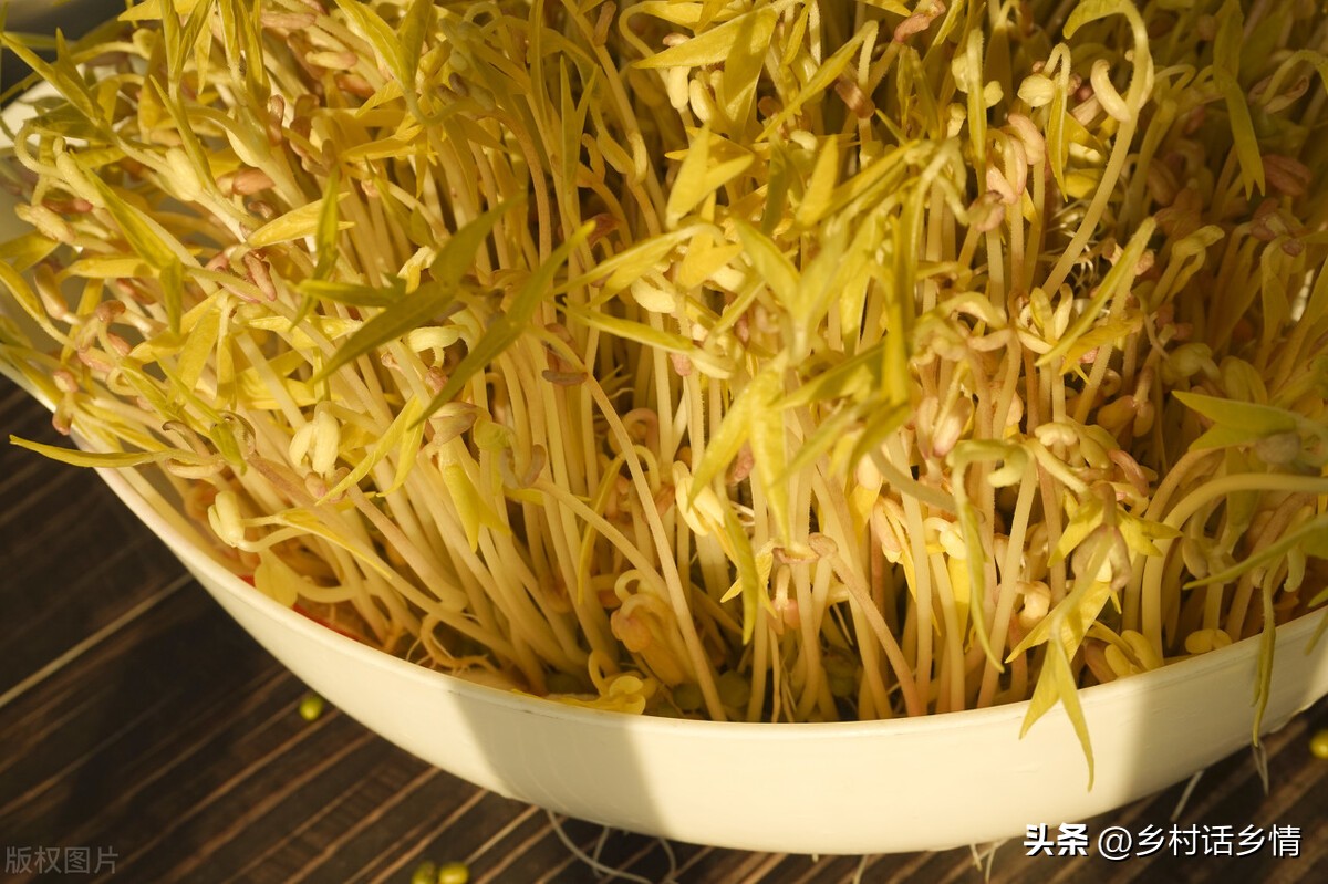 什么方法种韭黄好吃又简单,自制韭黄是怎么种出来的