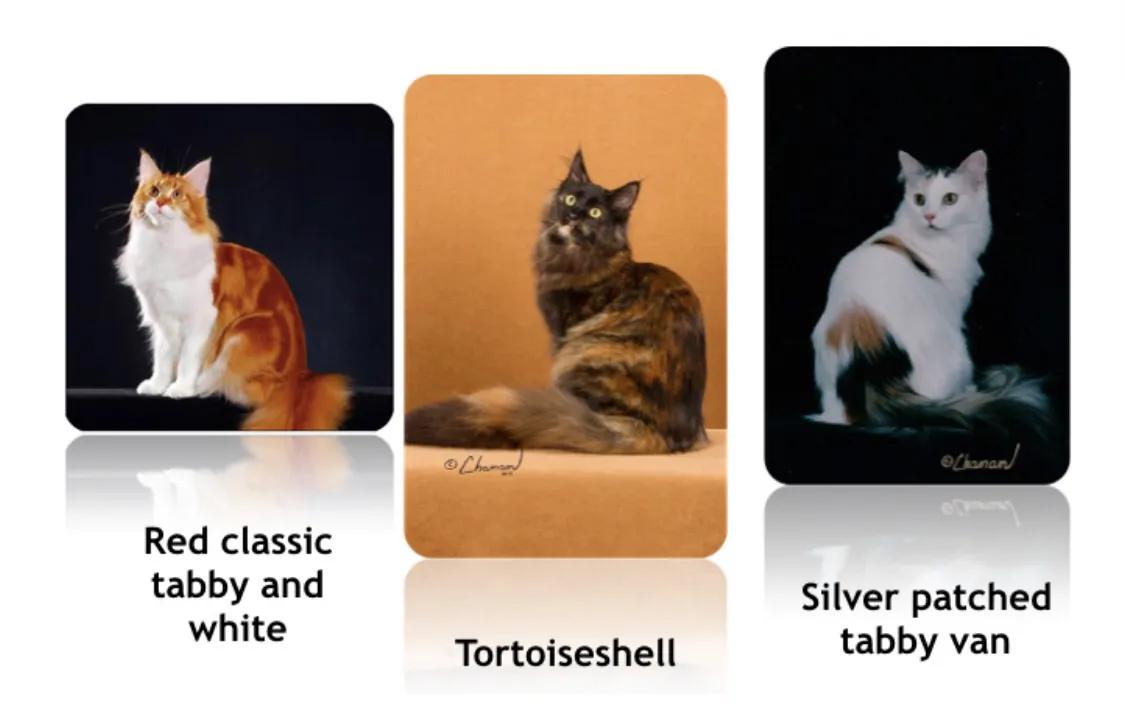 重点布偶和蓝白会配出缅因吗,天选猫耳为什么这么贵