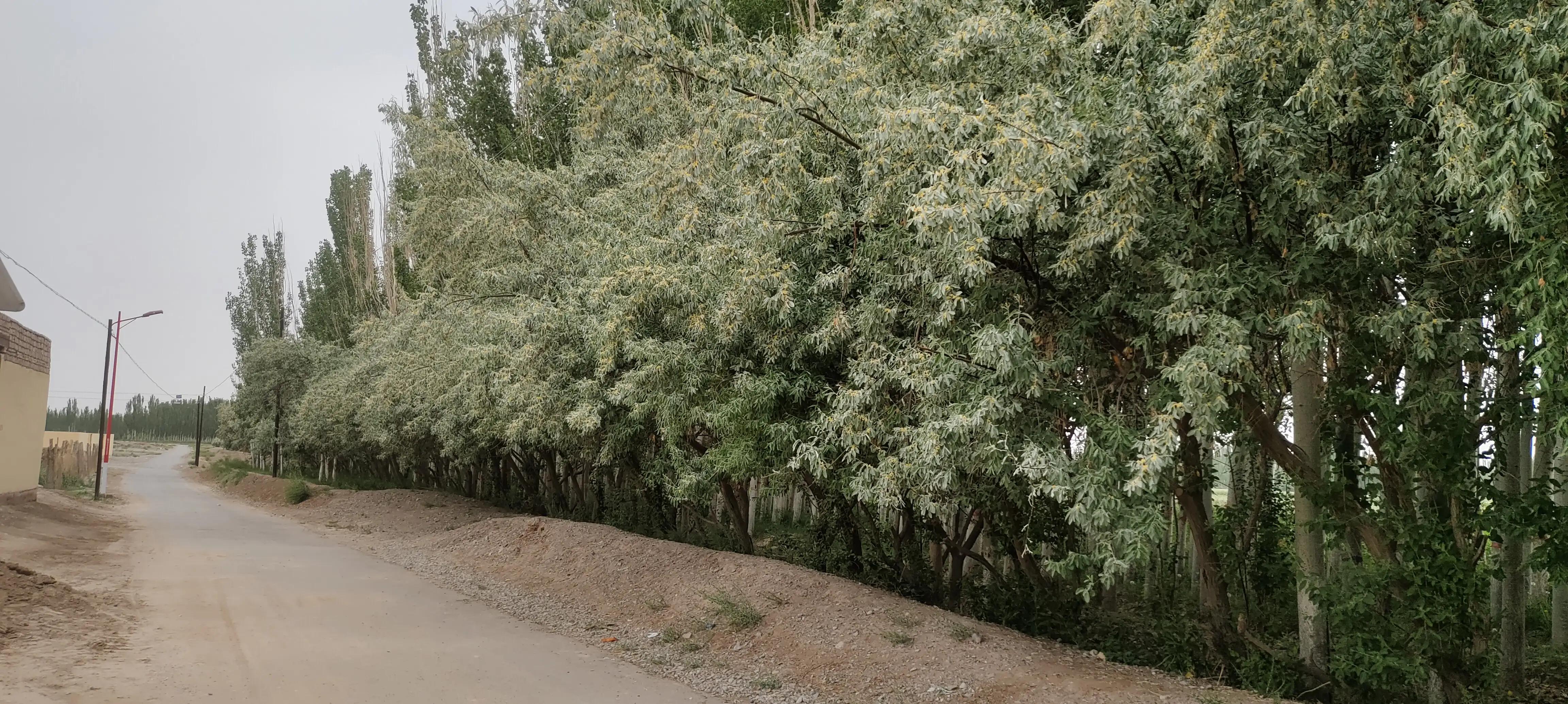 南疆柯坪,南疆记事密林诡境有声