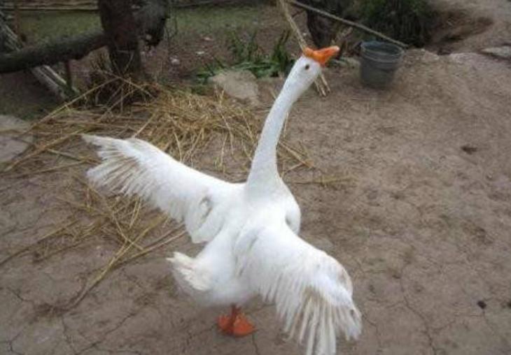 在野外遇到毒蛇怎么办,在野外遇到蟒蛇该怎么办