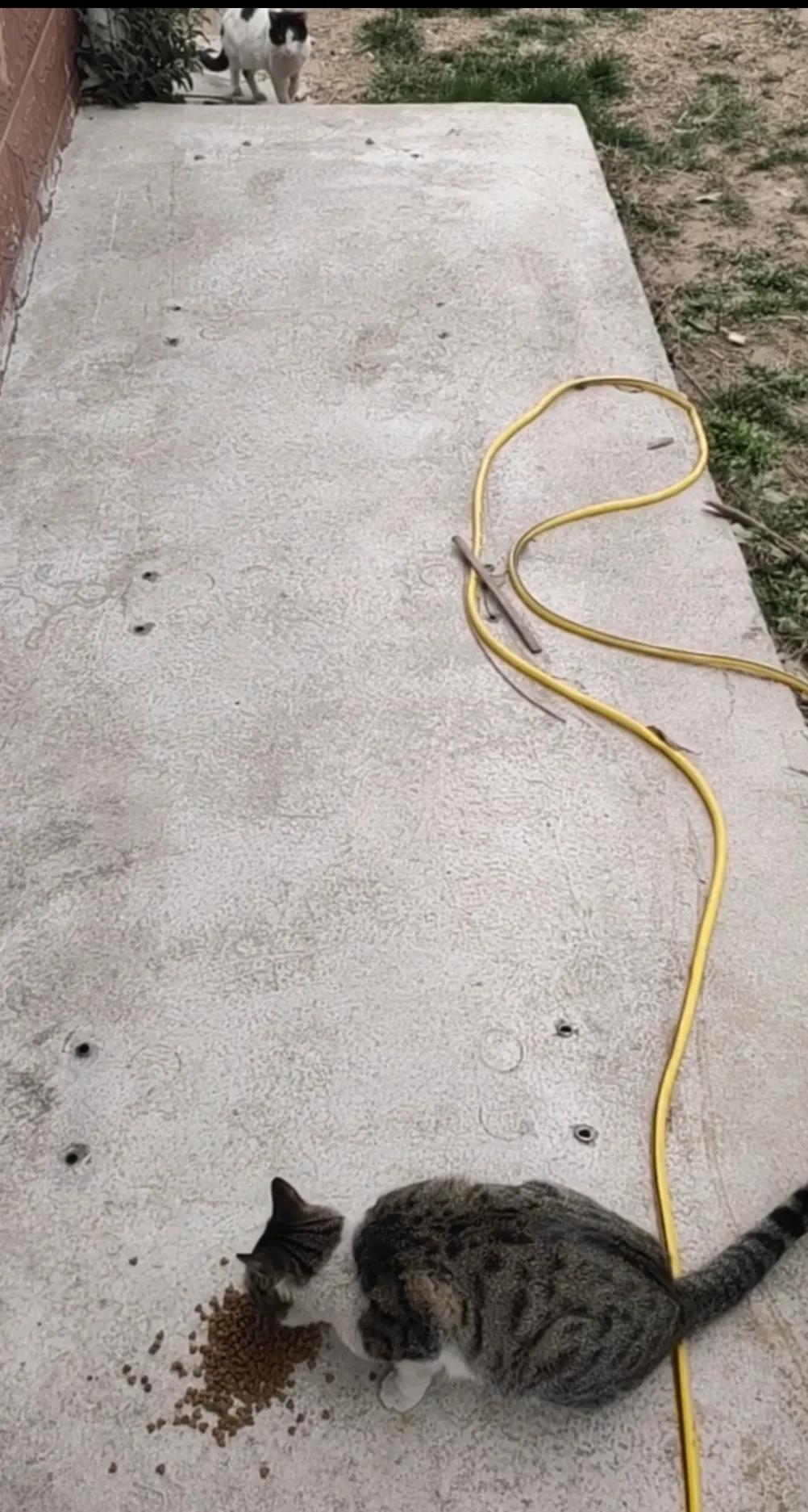 流浪猫度过严寒,流浪猫狗最难熬的日子