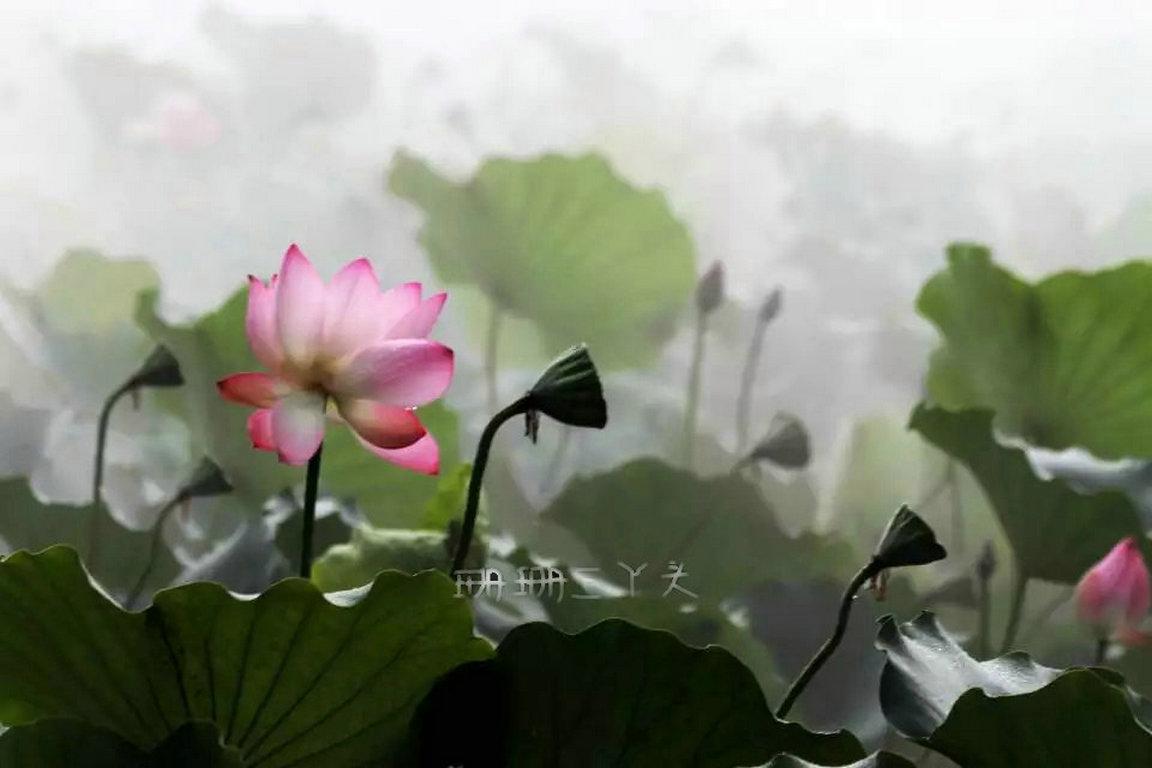 佛山最美荷花景区,佛山荷花世界游玩攻略