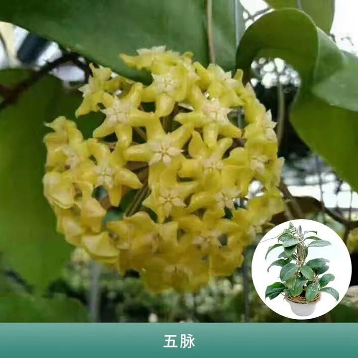 球兰花盛开瞬间,球兰花开完整版