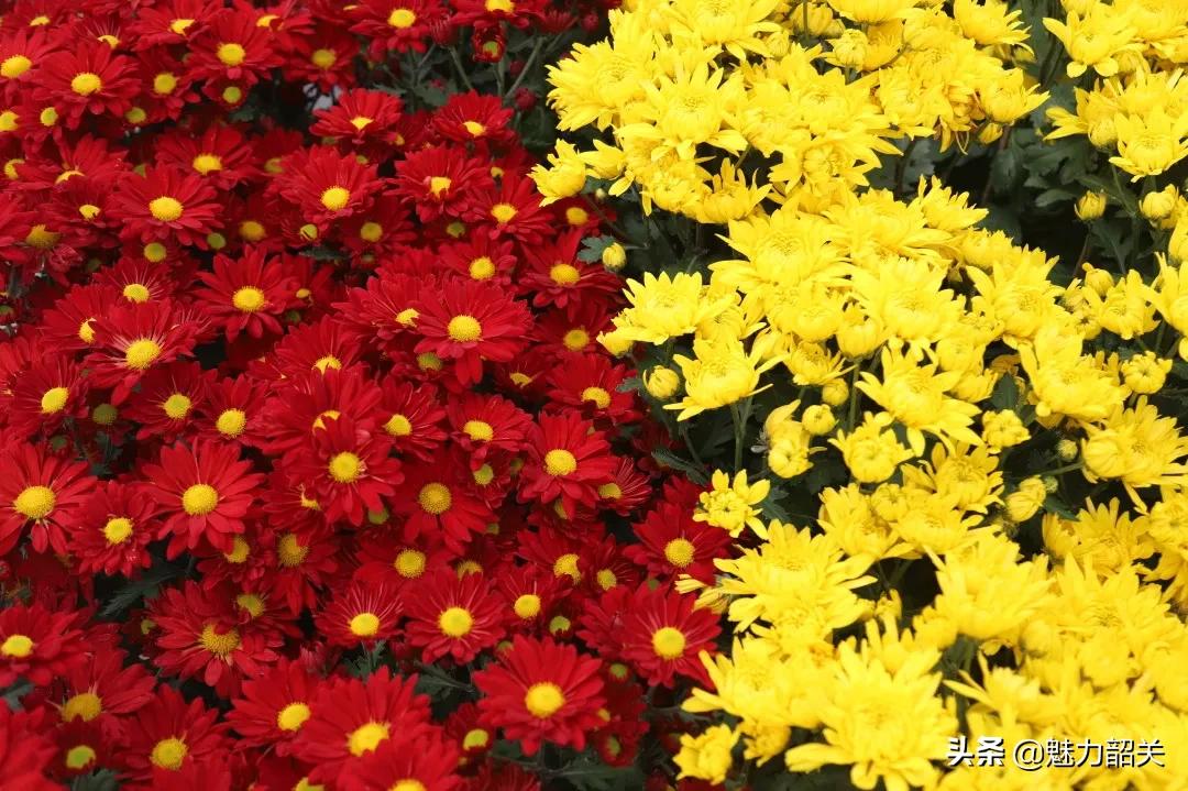 翁源江尾镇年味,翁源兰韵飘香