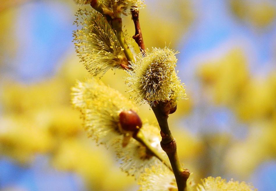 一到春夏就过敏怎么办,名老中医应对皮肤过敏