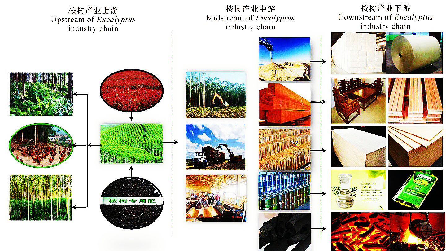 广西漫山遍野的桉树,为什么桉树旁边不长草